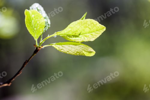 Preview: Fresh Branches In Spring