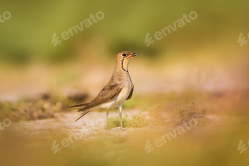 Preview: Cute Bird Pratincole. Green Yellow Nature Background. Collared Pratincole / Glareola Pratincola