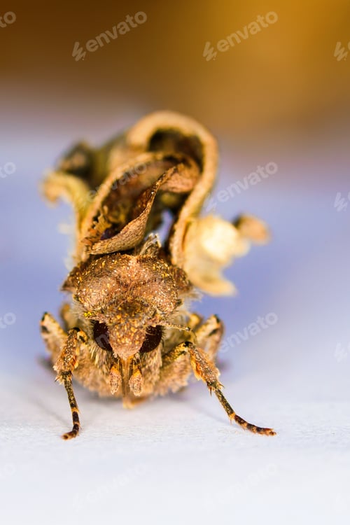 Preview: Amazing Insect Moth. Yellow, Blue Nature Background.