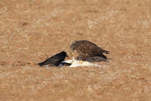 Preview: Young Bald Eagle Eats Snow Goose Bosque Del Apache National Wildlife Refuge New Mexico