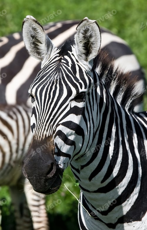 Preview: Zebra In The Ngorongoro Crater, Tanzania