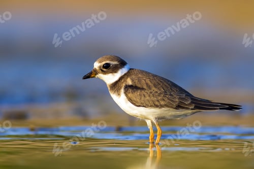 Preview: Nature And Bird. Cute Little Water Bird. Colorful Nature Background. Bird: Common Ringed Plover.