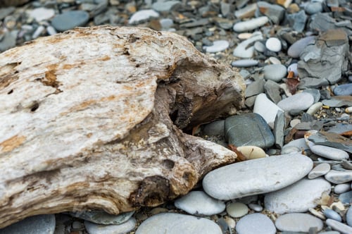 Preview: Driftwood, Washed Up By The Sea On A Pebble Beach