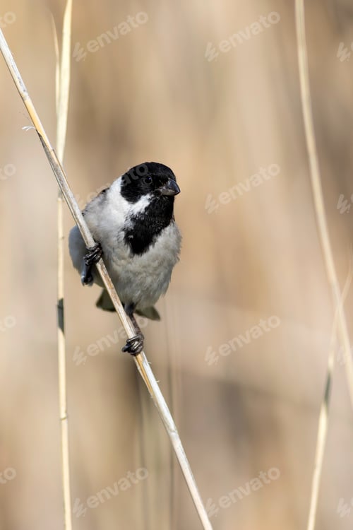 Preview: Cute Bird. Common Reed Bunting. Emberiza Schoeniclus. Yellow Nature Background.