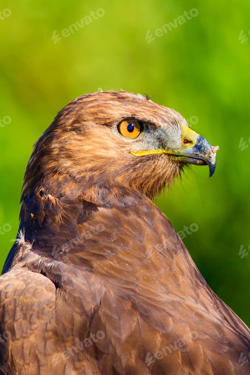 Preview: Bird Of Prey. Portrait Of Buzzard. Green Nature Background.
