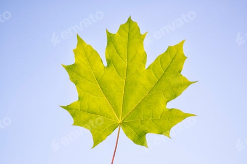 Preview: Autumn Landscape With Bright Colorful Leaves. Indian Summer.