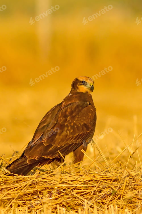 Preview: Bird Of Prey. Yellow Nature Background. Bird: Western Marsh Harrier.Circus Aeruginosus.