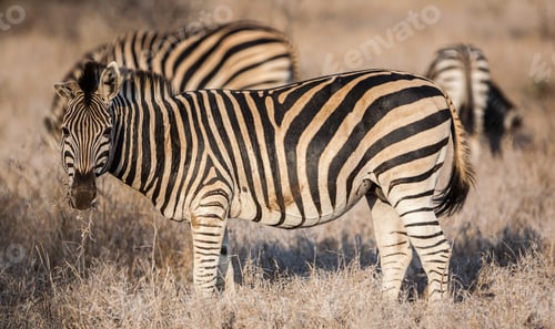 Preview: Zebras In The Etosha National Park, Namibia