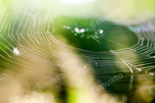 Preview: Abstract Composition With Spider Web Details And Natural Colors