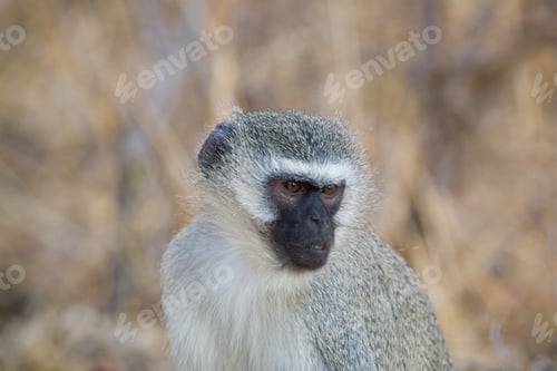 Preview: Vervet Monkey (Chlorocebus Pygerythrus) In Kruger National Park, South Africa