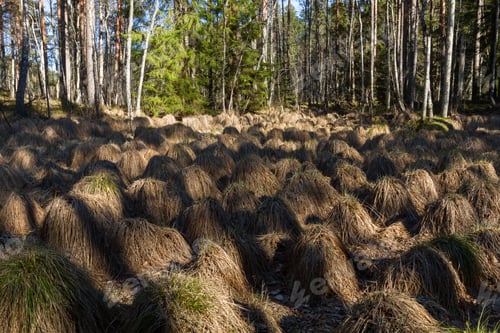 Preview: Sunny Day In Pine Forest