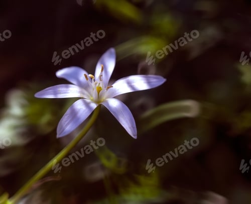 Preview: Small White Flowers