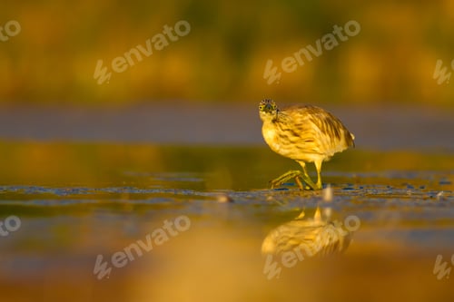 Preview: Hunting Heron. Nature Background.