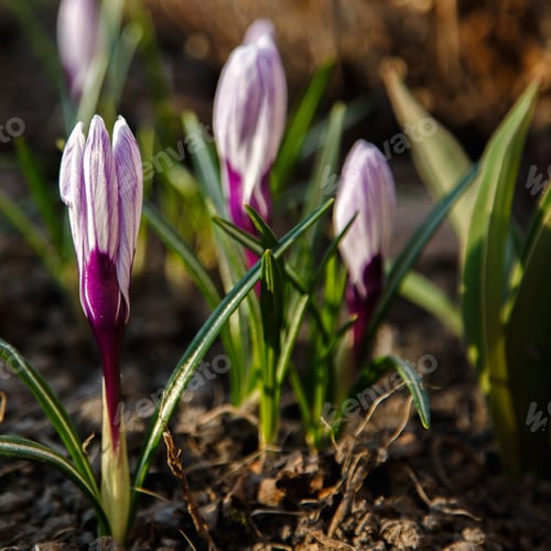 Preview: Purple And Wellow, White Crocuses Field Flowers. Beautiful Springtime Early-Flowering Bulbs In