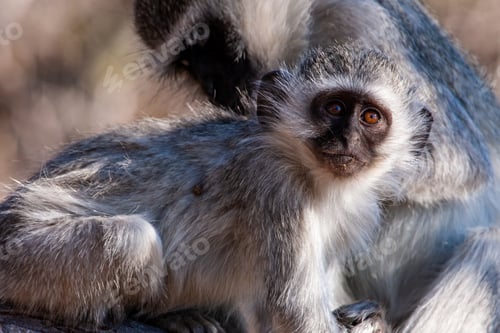 Preview: Vervet Monkey (Chlorocebus Pygerythrus) In Kruger National Park, South Africa