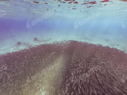 Preview: Swimming With Fish And Turtles Views Around The Small Caribbean Island Of Curacao