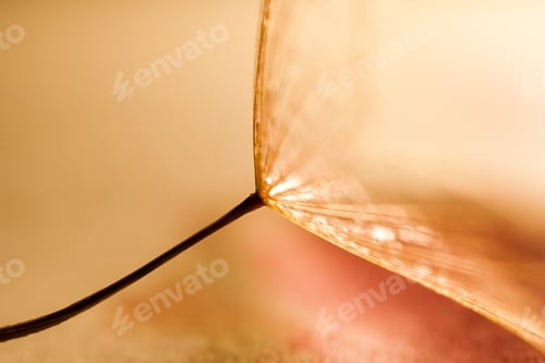 Preview: Macro, Abstract Composition With Dandelion Seed