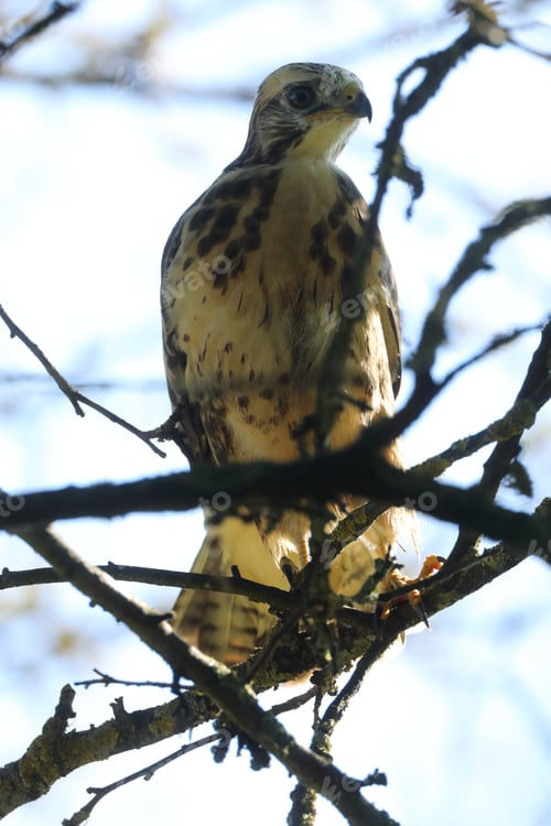 Preview: Young Buzzard Common Buzzard (Buteo Buteo)