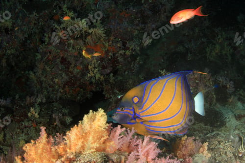 Preview: Coral Reef Tropical Fish Underwater Ocean