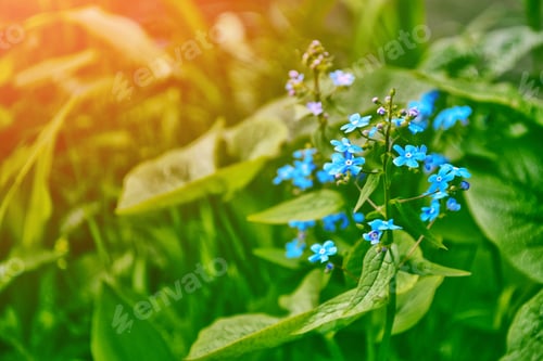 Preview: Me-Nots Wildflowers On The Background Of The Summer Landscape.