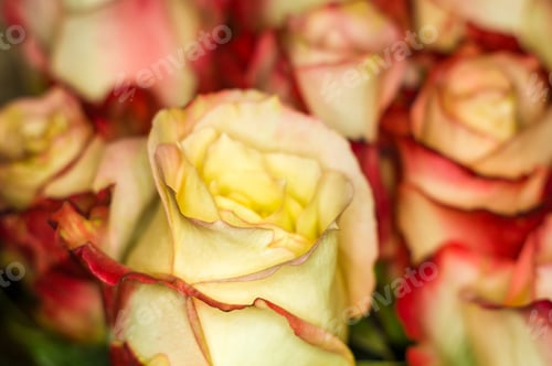 Preview: Beautiful Large Bouquet Of Yellow-Red Roses. Nature. Close Up, Selective Focus