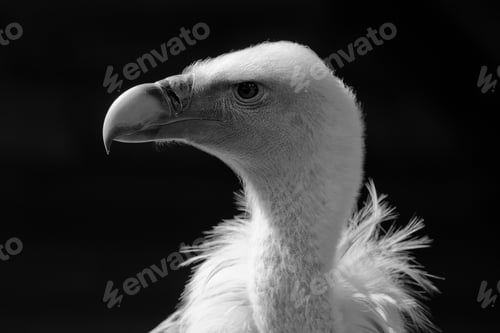 Preview: European Griffon Vulture (Gyps Fulvus Fulvus)