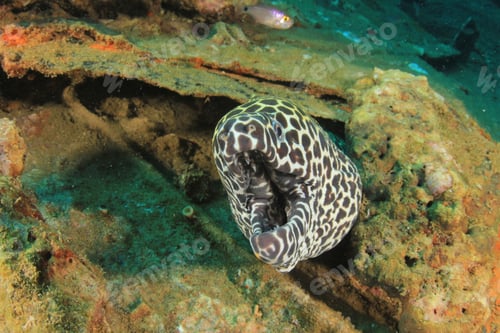 Preview: Honeycomb Moray Eel