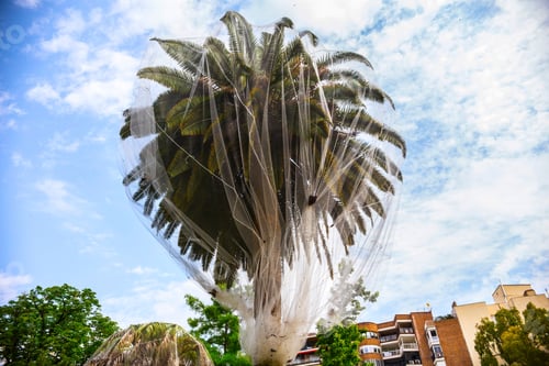 Preview: Royal Botanical Garden In Madrid. Palm Trees Protected From Butterflies. Real Jardín Botánico De