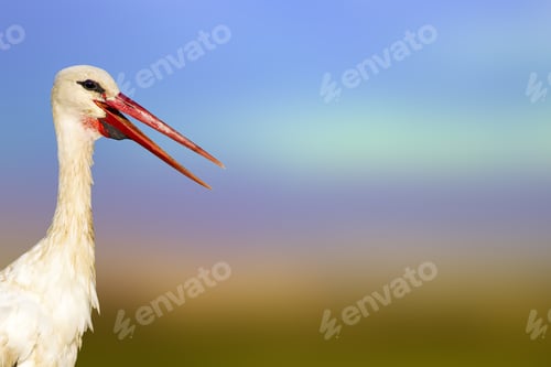 Preview: Cute Bird Stork. Colorful Nature Background. Bird: White Stork. Ciconia Ciconia.