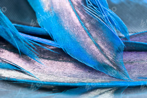 Preview: Colorful Rooster Feather With Details And Reflexions