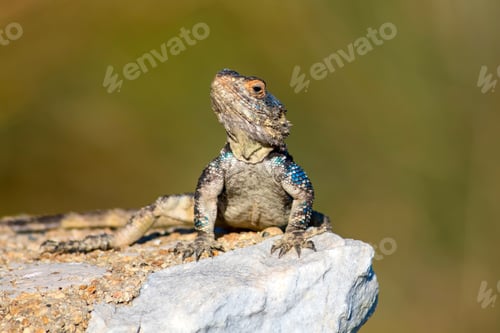 Preview: Chameleon. Green Nature Background.