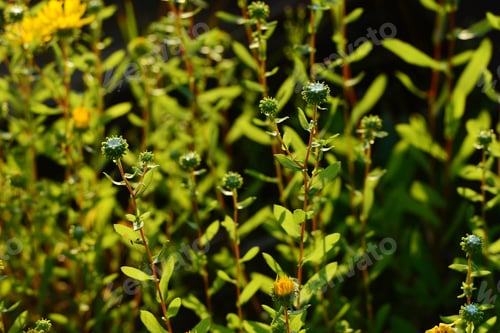 Preview: Grindelia Squarrosa (Curly-Cup Gumweed) In Natural Habitat