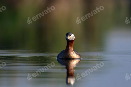 Preview: Swimming Bird. Nature Background. Bird: Red Necked Grebe. Podiceps Grisegena.