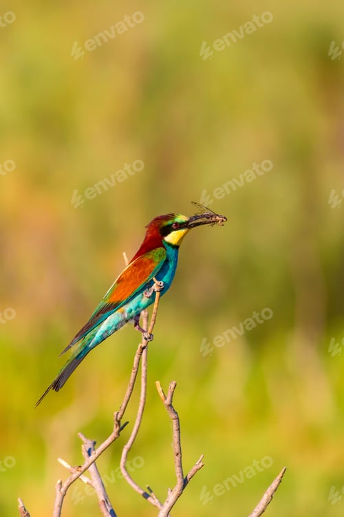 Preview: Colorful Bird. Nature Background. European Bee Eater. Merops Apiaster.