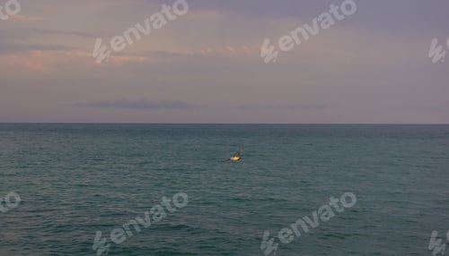 Vorschau: Möwe fliegt im blauen Himmel mit rosa Wolken über dem Meer