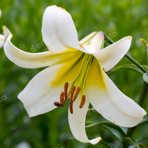 Preview: Flowering Daylilies In The Garden. Blossoming Hemerocallis In Summer Garden. Beautiful Flowers Of