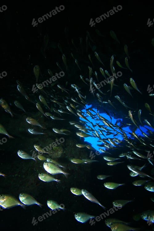 Preview: Cave Sweepers (Pempheris Vanicolensis) In An Underwater Canyon