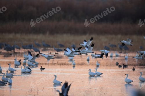 Preview: Snow Geese Bosque Del Apache, New Mexico Usa