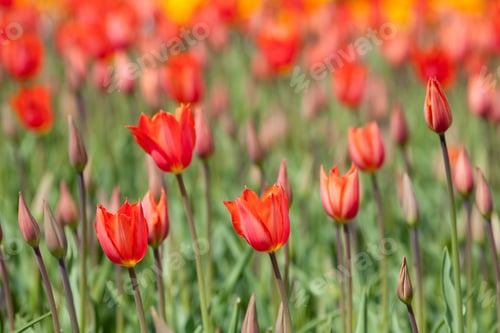 Preview: Close Up Of Red Tulips With Selected Focus - Ideal For Use As Postcard, Wallpaper Or Background