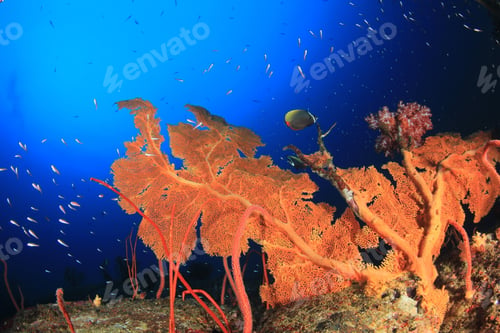 Preview: Underwater Coral Reef And Fish