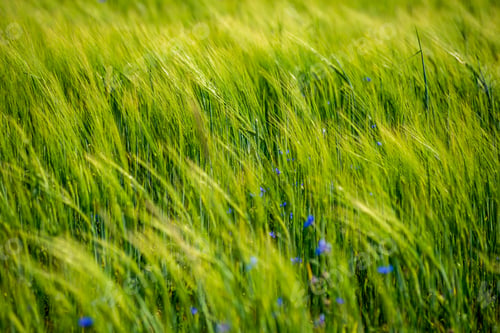 Preview: Summer Green Meadow With Random Flowers Blooming In Mid Summer Day. Blur Background Texture