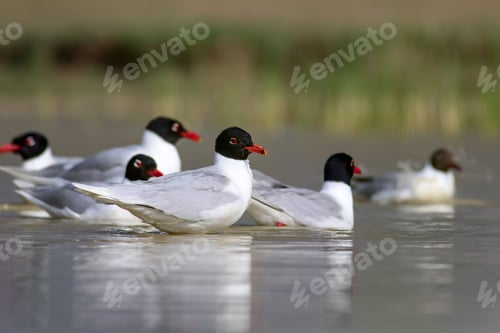 Preview: White Gulls. Blue Green Nature Background. Bird: Mediterranean Gull. Ichthyaetus Melanocephalus.