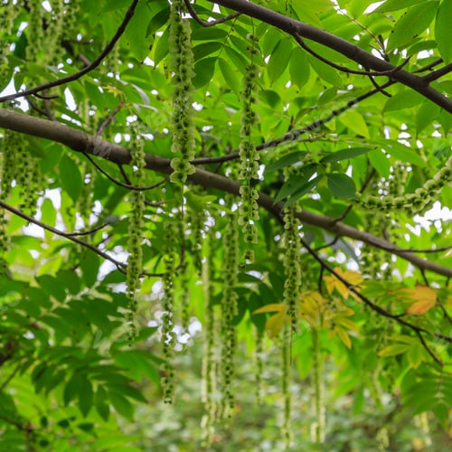 Preview: Branches Of Caucasian Walnut (Pterocarya Fraxinifolia) Tree (Family Juglandaceae) In Park Or Garden.