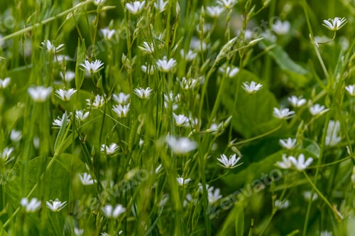 Preview: Summer Flowers On Green Background In Sun Lit Meadow In Front Of Plant Textures