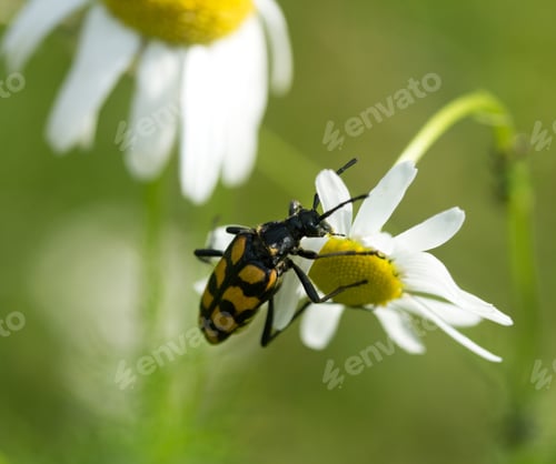 Preview: Beetle On A Daisy Flower