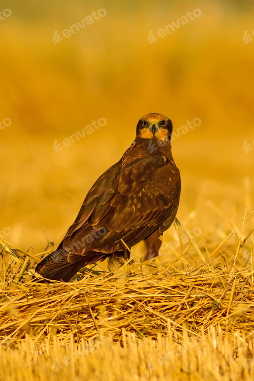 Preview: Bird Of Prey. Yellow Nature Background. Bird: Western Marsh Harrier.Circus Aeruginosus.