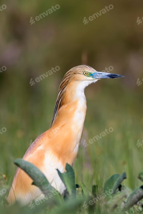 Preview: Heron. Nature Background. Bird: Squacco Heron. Ardeola Ralloides