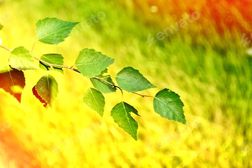 Preview: Green Birch Leaves On A Background Of The Spring Landscape.