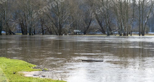 Preview: Bare Trees On A Flooded River Bank