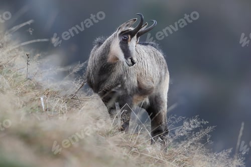Preview: Chamois (Rupicapra Rupicapra) Vosges Mountains, France